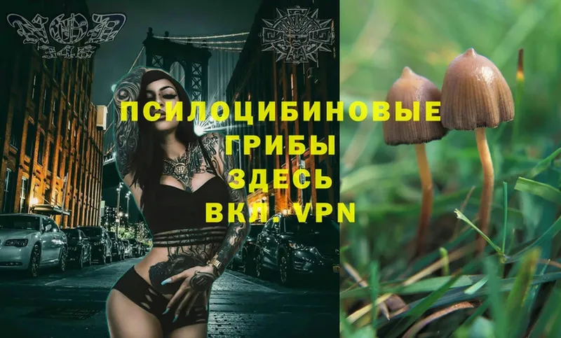 Псилоцибиновые грибы Magic Shrooms  Бавлы 